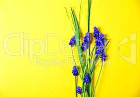 Yellow background with blue flowers