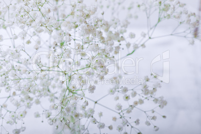 A bunch of fresh white Gypsophila on a white background