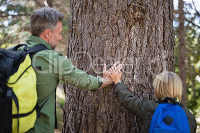 Father and son touching tree trunk in forest