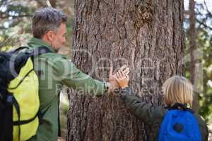 Father and son touching tree trunk in forest