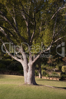 Large tree on grass at park