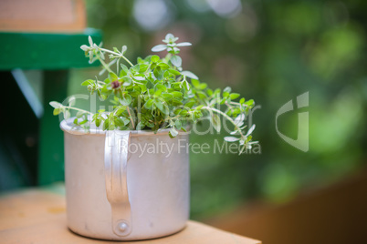Bouquet of fresh thyme
