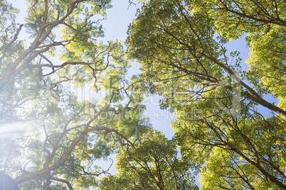 Bright sunlight passing through the trees