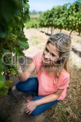 High angle view of smiling woman holding grapes at vineyard