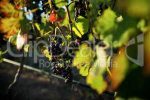 Grapes growing on plants at vineyard
