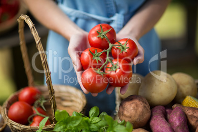 Woman holding tomatoes on palm