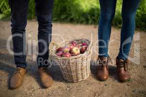 Low section of couple standing by apples in wicker basket on field