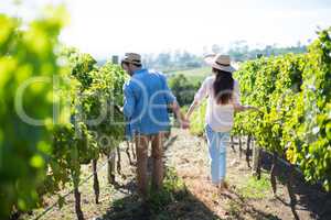 Rear view of couple walking at vineyard