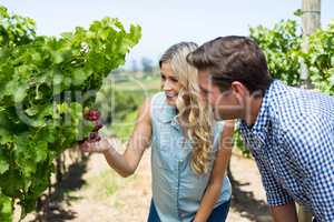 Smiling couple looking at grapes growing at vineyard