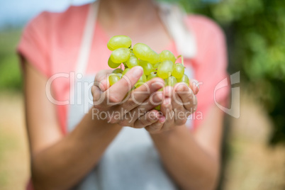 Mid section of farmer holding grapes