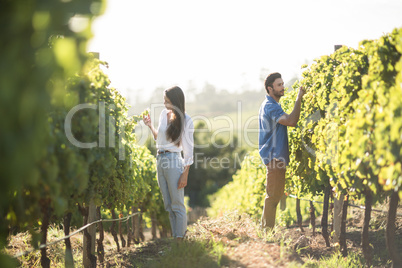 Man and woman standing by plants growing at vineyard