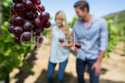 Grapes hanging on plant with couple in background