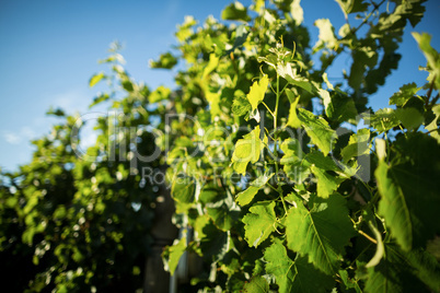 Low angle view of plants growing at vineyard