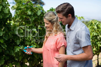 Happy couple using pruning shears at vineyard