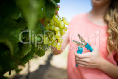Mid section of woman cutting grapes through pruning shears at vineyard
