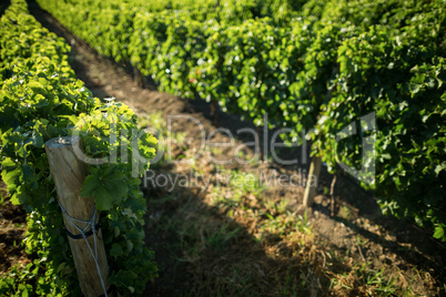 High angle view of vineyard