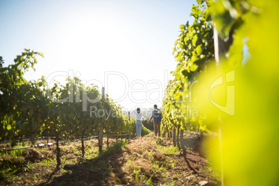 Distant view of couple holding hands at vineyard