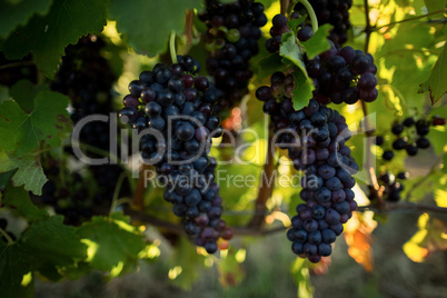 Close up of grapes hanging on plants