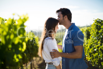 Side view of man kissing girlfriend forehead at vineyard