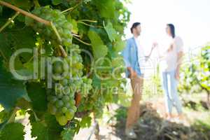Couple holding hands by grapes growing on plant