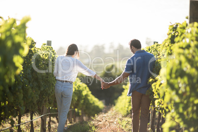 Rear view of couple holding hands at vineyard