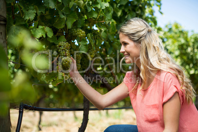 Smiling woman holding grapes growing at vineyard