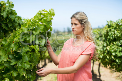 Thoughtful woman standing by plant at vineyard businessman analyzing adhesive notes