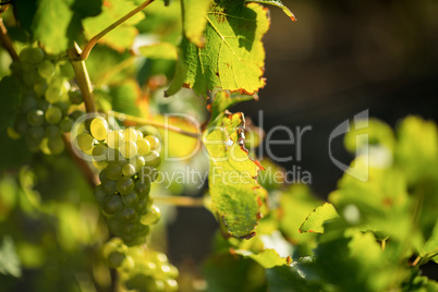 Close up of grapes growing on plant