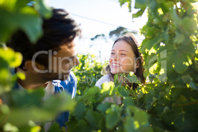 Happy couple seen through plants at vineyard