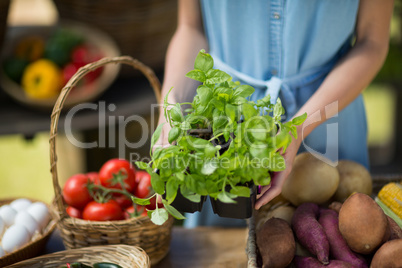 Mid section of woman holding leaf vegetable