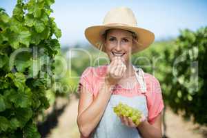 Portrait of farmer eating grapes at vineyard