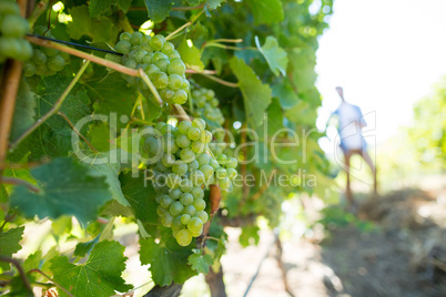 Bunch of grapes growing on plant