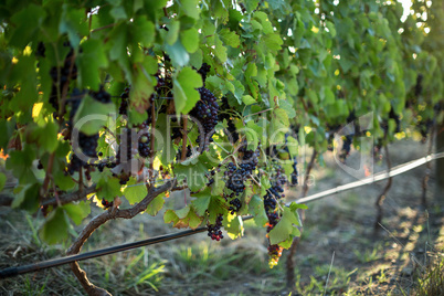 Close up of grapes growing on plants