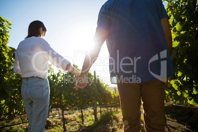Low angle rear view of couple holding hands at vineyard