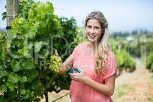 Portrait of woman cutting grapes through pruning shears at vineyard