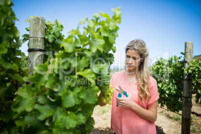 Young woman cutting grapes through pruning shears at vineyard