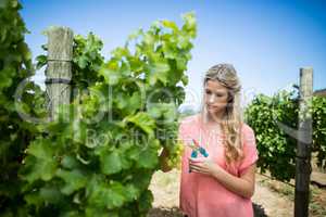 Young woman cutting grapes through pruning shears at vineyard