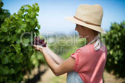 Happy holding red grapes at vineyard