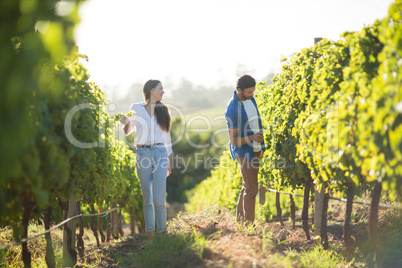 Man and woman standing by plants at vineyard