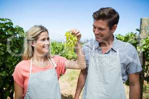Smiling couple holding grapes at vineyard