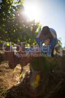 Young man pushing his girlfriend in wheelbarrow at vineyard