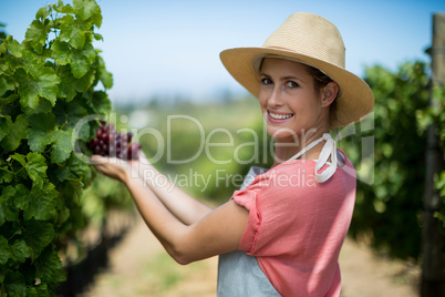 Portrait of happy farmer holding red grapes