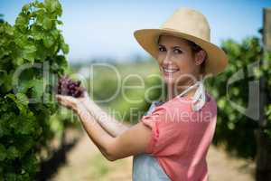 Portrait of happy farmer holding red grapes