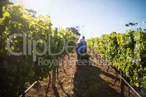 Couple standing by wheelbarrow amidst plants at vineyard