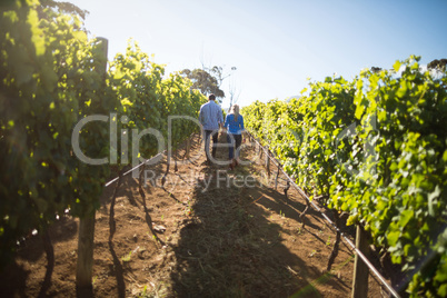 Rear view of couple walking amidst plants at vineyard