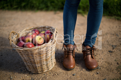 Low section of person standing by apples in wicker basket on field
