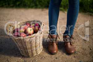 Low section of person standing by apples in wicker basket on field