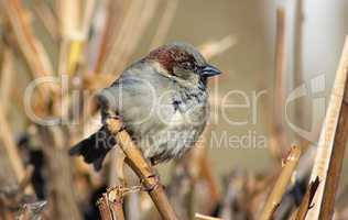 Sparrow sits on a branch