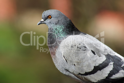 Closeup of dove