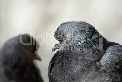Two pigeons close up